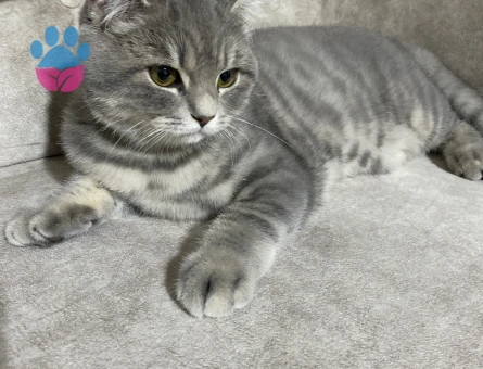 British Shorthair Kedim Kızgınlıkta