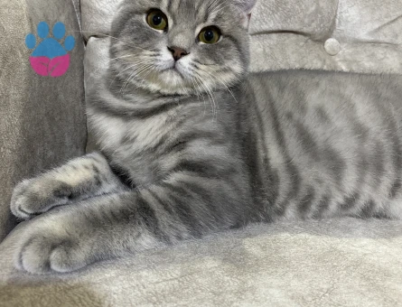 British Shorthair Kedim Kızgınlıkta
