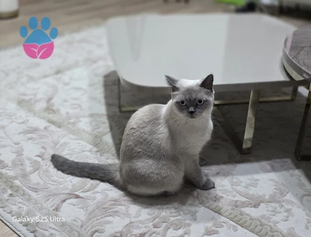 Blue point erkek kedi aranıyor