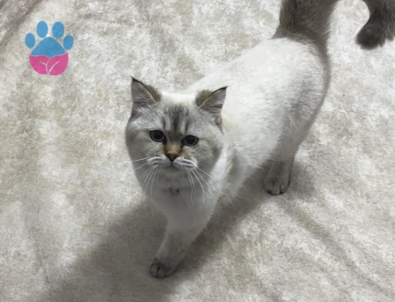 British Shorthair 8 Aylık Kızım Eş Arıyor