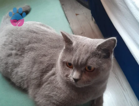 British Shorthair 1,5 Yaşında Kedim İçin Eş Arıyoruz