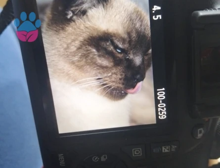 British Shorthair 1 Yaşında Kedim Eş Arıyor