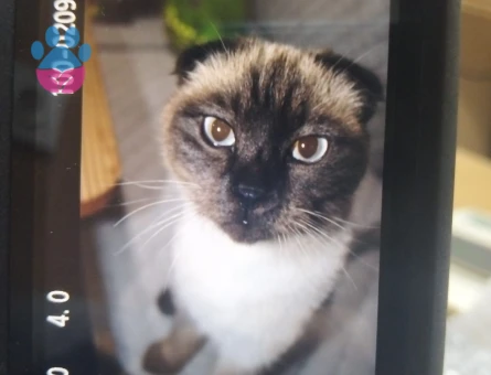 British Shorthair 1 Yaşında Kedim Eş Arıyor