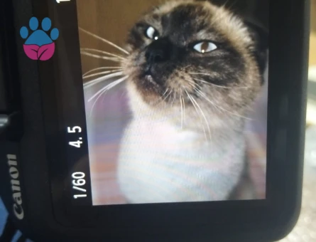 British Shorthair 1 Yaşında Kedim Eş Arıyor