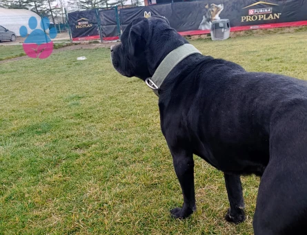 Oglum pascala es ariyorum