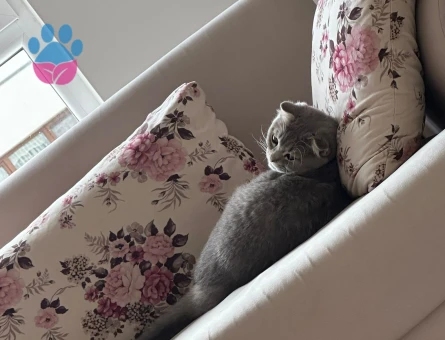 Acil dişi prenses aranıyor