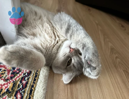 Acil dişi prenses aranıyor