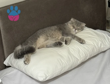 Acil dişi prenses aranıyor