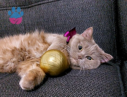 Çok acil damat arıyoruzzz