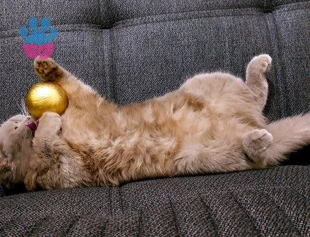 Çok acil damat arıyoruzzz