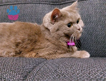 Çok acil damat arıyoruzzz