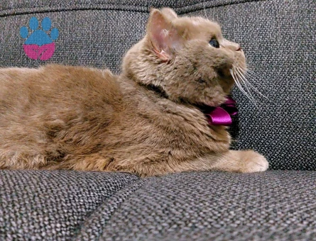 Çok acil damat arıyoruzzz