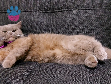 Çok acil damat arıyoruzzz