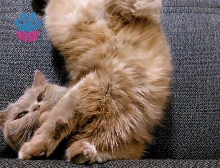 Çok acil damat arıyoruzzz