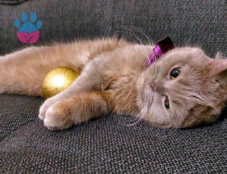 Çok acil damat arıyoruzzz