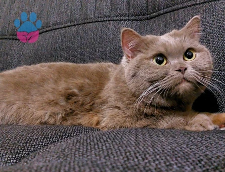 Çok acil damat arıyoruzzz