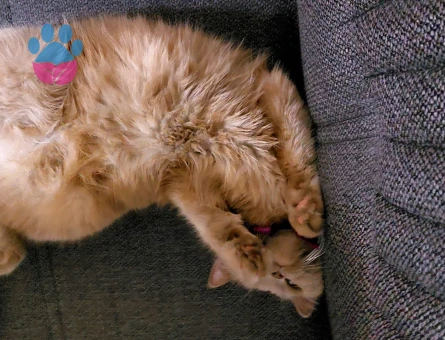 Çok acil damat arıyoruzzz