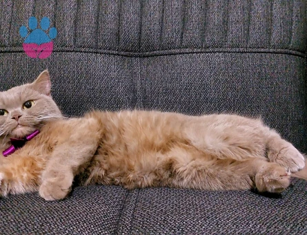 Çok acil damat arıyoruzzz