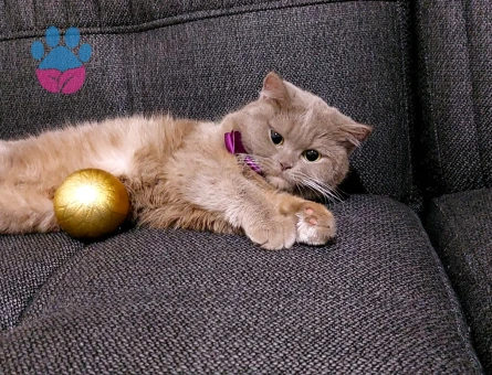 Çok acil damat arıyoruzzz