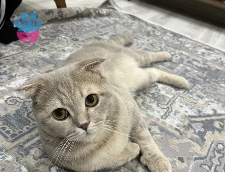 Dişi kedi arıyoruz