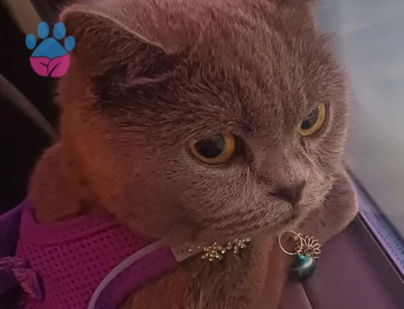 BRİTİSH SHORTHAİR EŞ