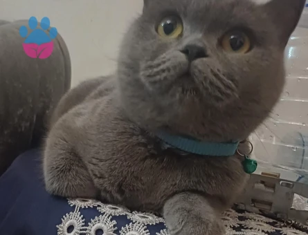 BRİTİSH SHORTHAİR EŞ