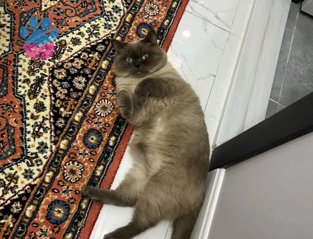 Oglumuza eş arıyoruz