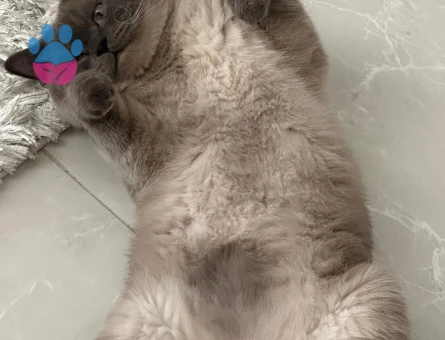 Oglumuza eş arıyoruz