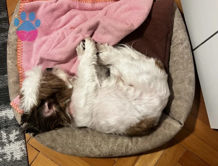 Molly  kızımıza uygun eş