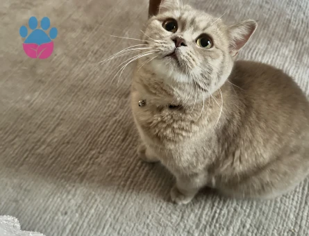 Kızıma eş arıyoruz