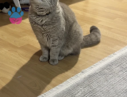 Kızıma eş arıyoruz