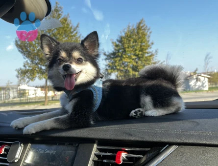 Pomerinian cinsi olan güzel kızıma güzel bir erkek köpeği aramaktayım