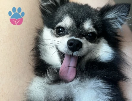 Pomerinian cinsi olan güzel kızıma güzel bir erkek köpeği aramaktayım