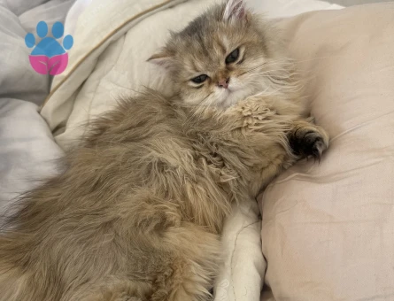 Micky’miz için eş arıyoruz