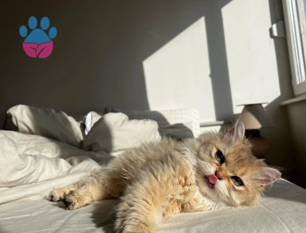 Micky’miz için eş arıyoruz