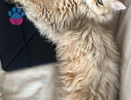 Micky’miz için eş arıyoruz