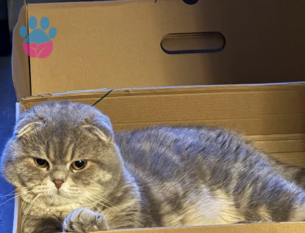 Gofrete hanım bakıyoruz