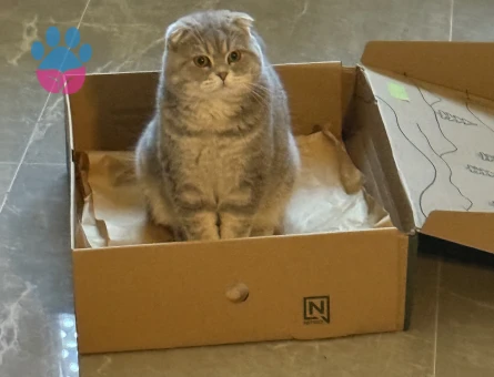 Gofrete hanım bakıyoruz