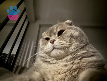 Gofrete hanım bakıyoruz