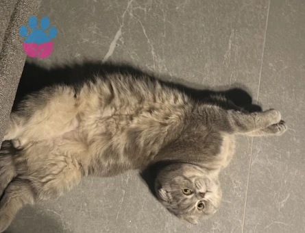 Gofrete hanım bakıyoruz