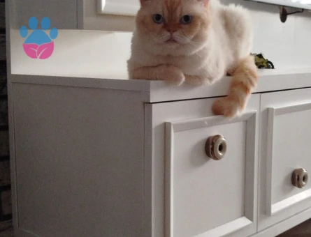 Yakışıklı prensimize eş arıyoruz