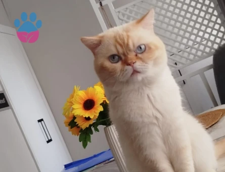 Yakışıklı prensimize eş arıyoruz