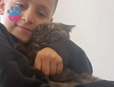 DİŞİKEDİME ERKEK KEDİ ARIYORUZ