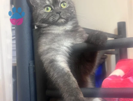 DİŞİKEDİME ERKEK KEDİ ARIYORUZ