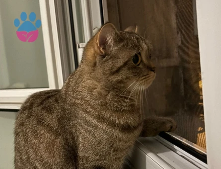 British Kızıma damat ariyoruz