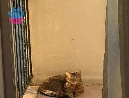 British Kızıma damat ariyoruz