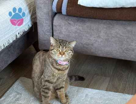 British Kızıma damat ariyoruz