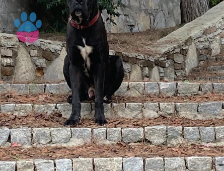 erkek cane corsoma eş arıyorum