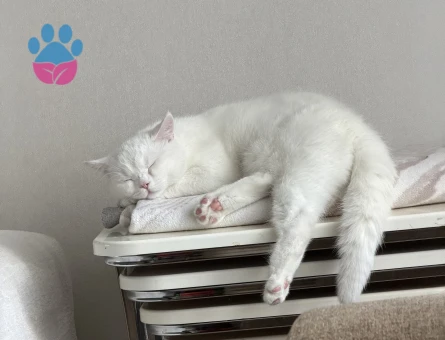 8 aylik erkek Kedime Eş Arıyorum