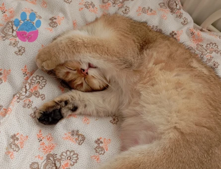 SCOTTİSH GOLDEN DİŞİ 11 AYLIK